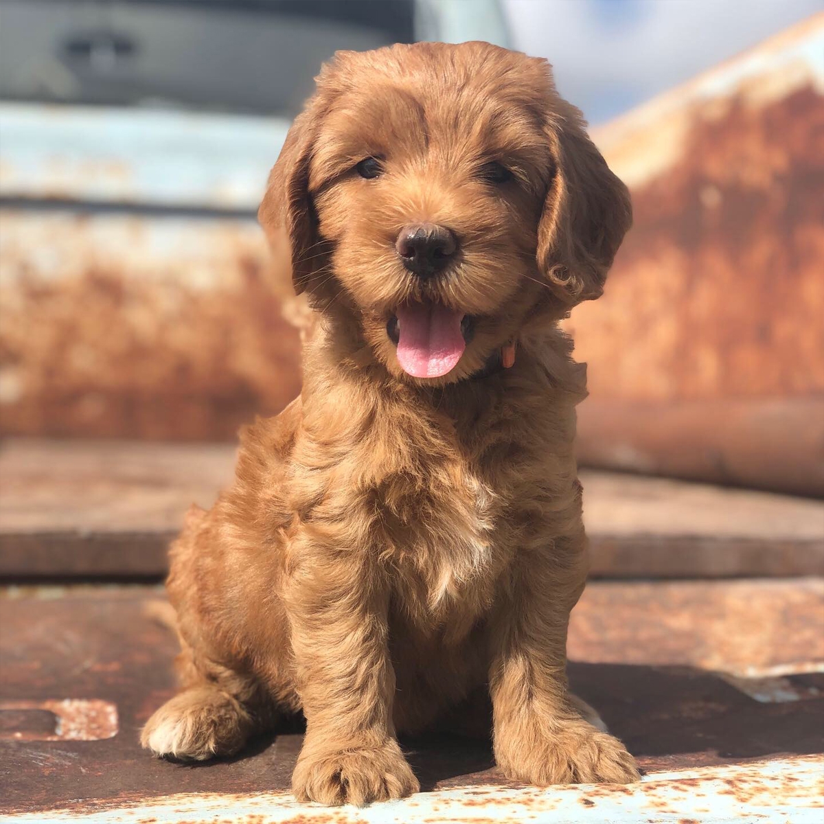 Australian Labradoodles Breed Photo